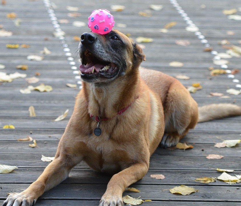 Useful Dog Obedience Training Tips